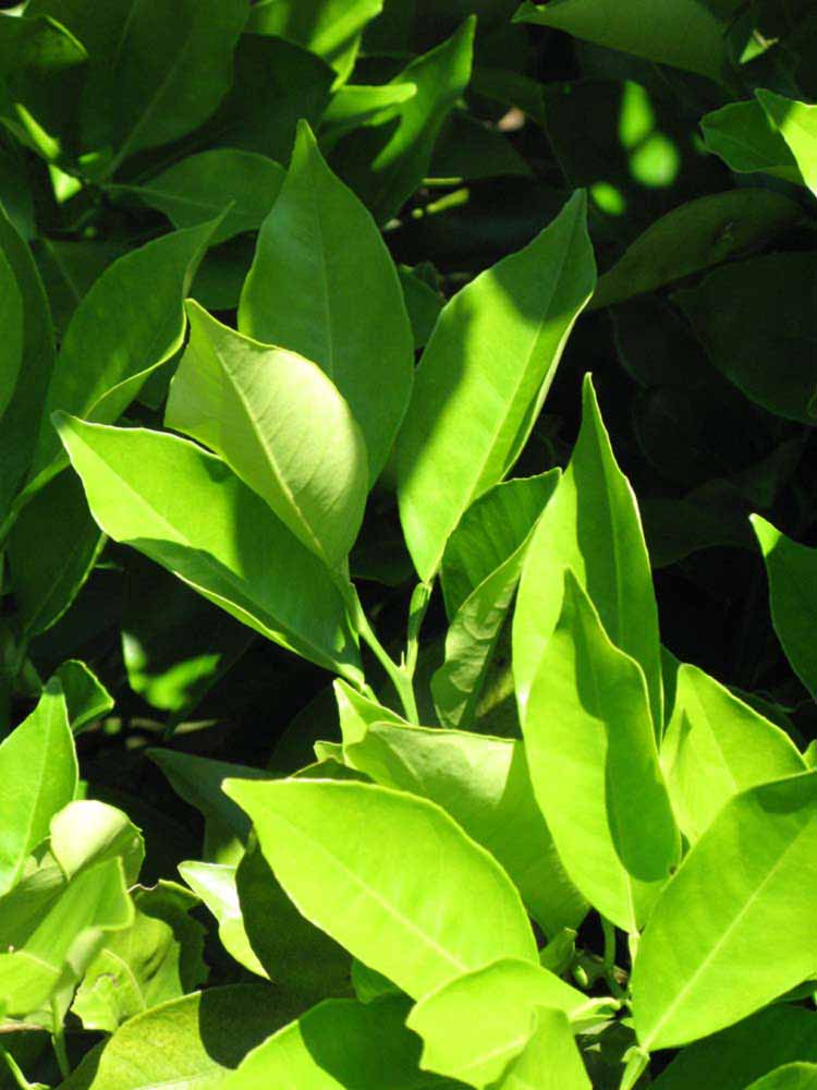              Sun leaves (Winter Haven, FL)       